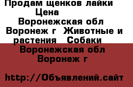 Продам щенков лайки  › Цена ­ 3 500 - Воронежская обл., Воронеж г. Животные и растения » Собаки   . Воронежская обл.,Воронеж г.